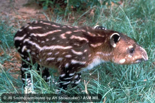 Side view of 3-day-old male born in captivity; also as Tapirella bairdii. Also as Baird's Tapir. Side view of 3-day-old male born in captivity; also as Tapirella bairdii. Also as Baird's Tapir.