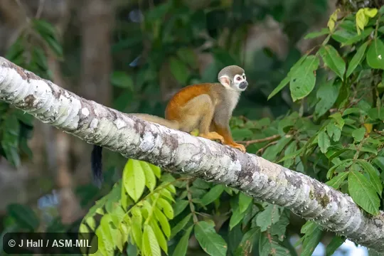 Formerly Saimiri sciureus macrodon, Common Squirrel Monkey. Also as part of Saimiri cassiquiarensis, Humboldt's Squirrel Monkey. Formerly Saimiri sciureus macrodon, Common Squirrel Monkey. Also as part of Saimiri cassiquiarensis, Humboldt's Squirrel Monkey.