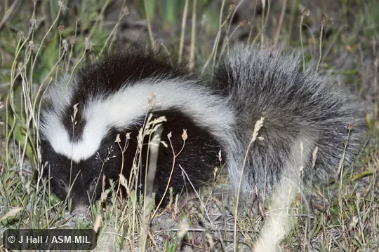 Formerly Conepatus humboldtii, Humboldt's Hog-nosd Skunk. Also as Huillin. Formerly Conepatus humboldtii, Humboldt's Hog-nosd Skunk. Also as Huillin.
