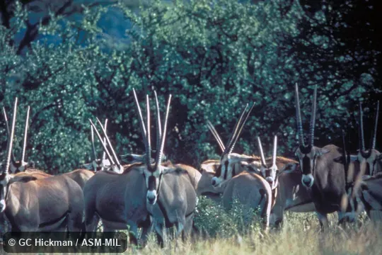 Small herd. Oryx beisa beisa. Also as Oryx gallarum, Galla Oryx. Small herd. Oryx beisa beisa. Also as Oryx gallarum, Galla Oryx.