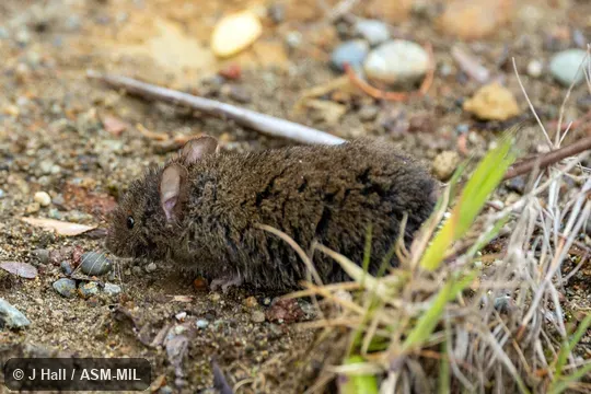 Also as Hairy Soft-haired Akodont. Also as Hairy Soft-haired Akodont.