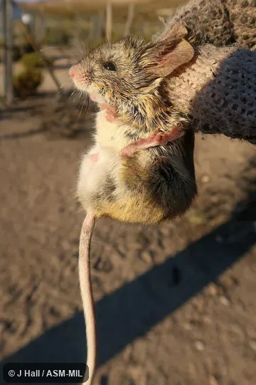 Phyllotis xanthopygus chilensis? Also as Patagonian Leaf-eared Mouse|Yellow-rumped Pericote|Rock-dwelling Leaf-eared Mouse. Phyllotis xanthopygus chilensis? Also as Patagonian Leaf-eared Mouse|Yellow-rumped Pericote|Rock-dwelling Leaf-eared Mouse.