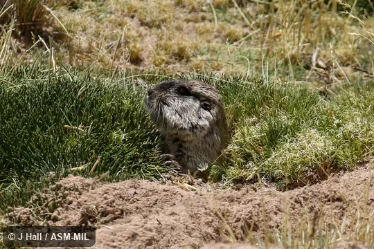 Ctenomys opimus opimus. Also as Highland Tuco-tuco. Ctenomys opimus opimus. Also as Highland Tuco-tuco.