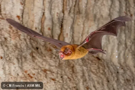 Formerly Pteronotus parnellii parnellii, Common Mustached Bat. Also as Parnell's Mustached Bat. Formerly Pteronotus parnellii parnellii, Common Mustached Bat. Also as Parnell's Mustached Bat.
