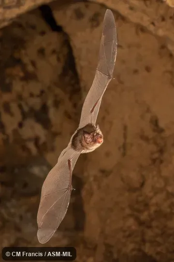 Also as Moth Funnel-eared Bat. Also as Moth Funnel-eared Bat.