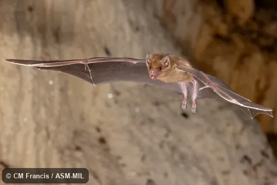 Also as Antillean Nectar Bat|Cuban Fruit-eating Bat. Also as Antillean Nectar Bat|Cuban Fruit-eating Bat.