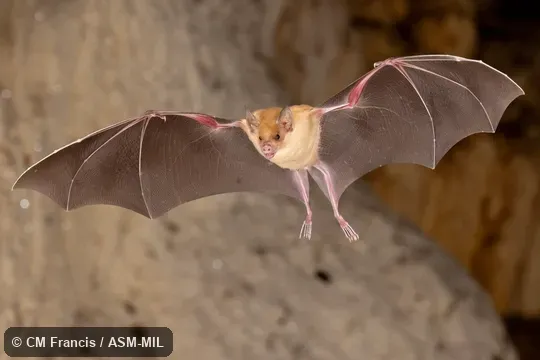 Phyllonycteris poeyi poeyi. Phyllonycteris poeyi poeyi.