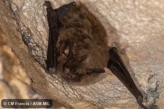 Formerly Eptesicus fuscus dutertreus, Big Brown Bat. Formerly Eptesicus fuscus dutertreus, Big Brown Bat.