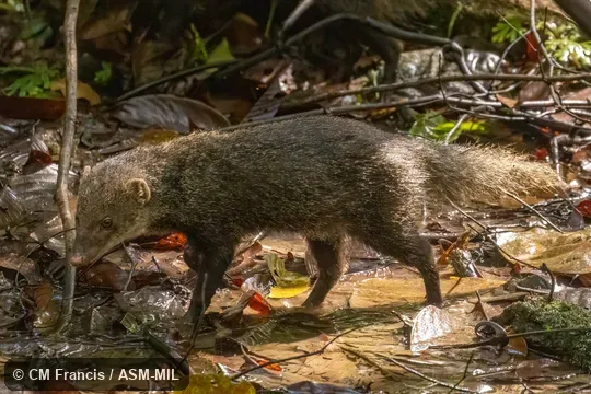 Urva semitorquata semitorquata. Formerly Herpestes semitorquatus semitorquatus. Urva semitorquata semitorquata. Formerly Herpestes semitorquatus semitorquatus.