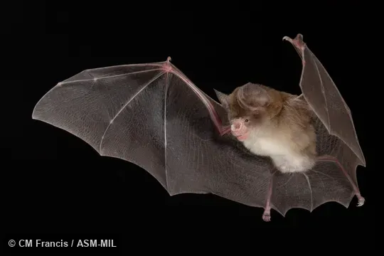 Photographed in a portable flight studio at capture location. Hipposideros ater saevus. Also as Bicolored Leaf-nosed Bat · Dusky Roundleaf Bat · Common Dusky Leaf-nosed Bat · Dusky Leaf-nosed Bat. Photographed in a portable flight studio at capture location. Hipposideros ater saevus. Also as Bicolored Leaf-nosed Bat · Dusky Roundleaf Bat · Common Dusky Leaf-nosed Bat · Dusky Leaf-nosed Bat.