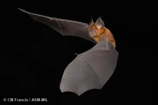 Photographed in a portable flight studio at capture location. Also as Grand Leaf-nosed Bat. Photographed in a portable flight studio at capture location. Also as Grand Leaf-nosed Bat.