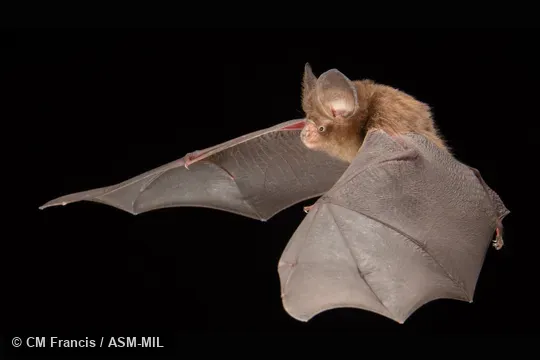 Photographed in a portable flight studio at capture location. Formerly part of Hipposideros cineraceus, Least Roundleaf Bat. Also as Kingston's Leaf-nosed Bat. Photographed in a portable flight studio at capture location. Formerly part of Hipposideros cineraceus, Least Roundleaf Bat. Also as Kingston's Leaf-nosed Bat.