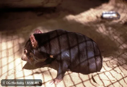 Side view. Also as Devil|Native Devil. Side view. Also as Devil|Native Devil.