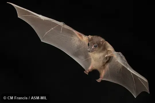 Photographed in a portable flight studio at capture location. Also as Bornean Fruit Bat|Borneo Fruit Bat. Photographed in a portable flight studio at capture location. Also as Bornean Fruit Bat|Borneo Fruit Bat.