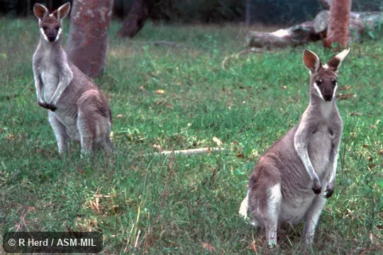 Front view of two captives. Formerly Macropus parryi. Also as Blue Flier|Flier|Grey Flier|Pretty-faced Wallaby. Front view of two captives. Formerly Macropus parryi. Also as Blue Flier|Flier|Grey Flier|Pretty-faced Wallaby.
