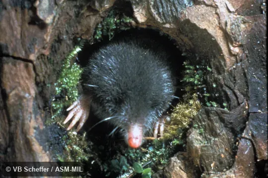 Close-up of animal's head emerging from hole in tree. Formerly Soricomorpha. Also as Shrew Mole. Close-up of animal's head emerging from hole in tree. Formerly Soricomorpha. Also as Shrew Mole.