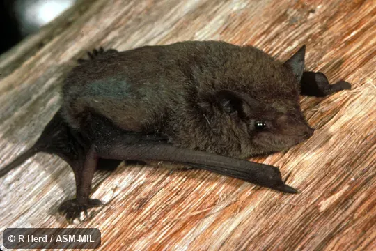 Oblique view of captive hanging. Formerly Mormopterus norfolkensis. Also as East Coast Mastiff Bat|Eastern Freetail Bat|Eastern Little Mastiff Bat|Norfolk Island Mastiff Bat. Identified by Michael Pennay. Oblique view of captive hanging. Formerly Mormopterus norfolkensis. Also as East Coast Mastiff Bat|Eastern Freetail Bat|Eastern Little Mastiff Bat|Norfolk Island Mastiff Bat. Identified by Michael Pennay.