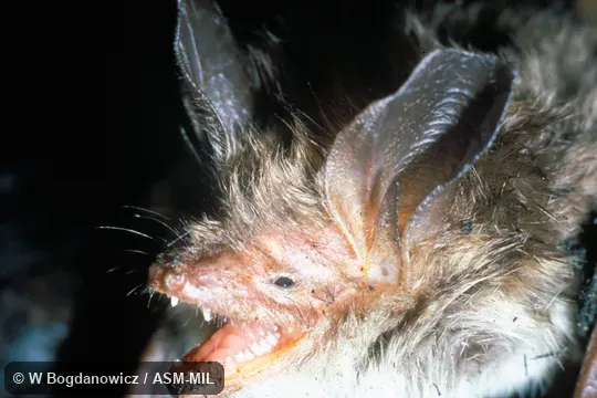Close-up of head, showing open mouth and teeth. Also as Bechstein's Bat. Close-up of head, showing open mouth and teeth. Also as Bechstein's Bat.
