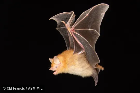 Photographed in a portable flight studio at capture location. Murina guilleni guilleni. Photographed in a portable flight studio at capture location. Murina guilleni guilleni.