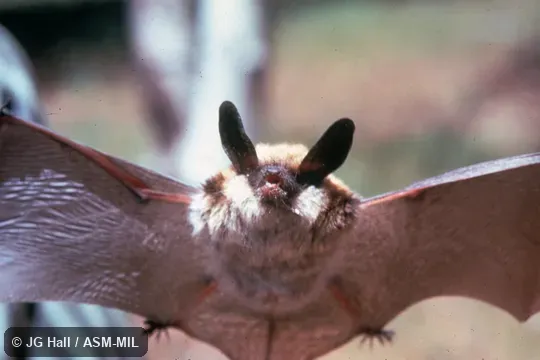Hand-held front view with wings spread. Also as Western Long-eared Bat|Western Long-eared Myotis. Hand-held front view with wings spread. Also as Western Long-eared Bat|Western Long-eared Myotis.
