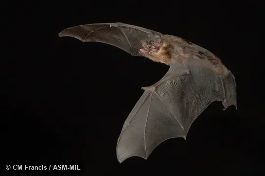 Photographed in a portable flight studio at capture location. Also as Greater Bamboo Bat|Greater Flat-headed Bat. Photographed in a portable flight studio at capture location. Also as Greater Bamboo Bat|Greater Flat-headed Bat.