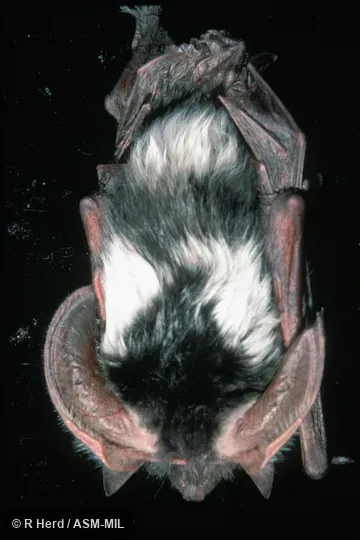 Dorsal view of animal hanging. Also as Pinto Bat. Dorsal view of animal hanging. Also as Pinto Bat.