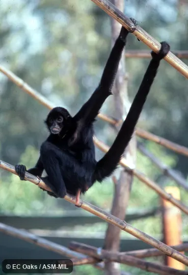 Oblique view, showing use of prehensile tail Oblique view, showing use of prehensile tail