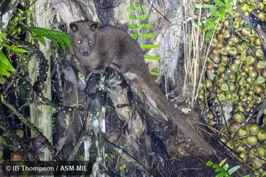 Paradoxurus philippinensis lignicolor. Formerly Paradoxurus hermaphroditus lignicolor, Asian Palm Civet. Paradoxurus philippinensis lignicolor. Formerly Paradoxurus hermaphroditus lignicolor, Asian Palm Civet.