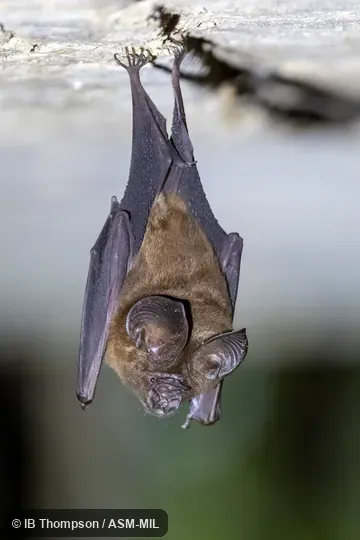 Also as Orbiculus Leaf-nosed Bat. Also as Orbiculus Leaf-nosed Bat.