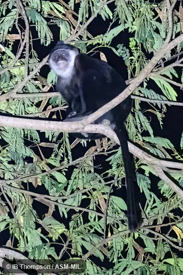 Formerly Presbytis potenziani siberu, Mentawai Langur. Also as Siberut Leaf Monkey|Sombre-bellied Mentawai Island Langur|Sombre-bellied Mentawai Langur. Formerly Presbytis potenziani siberu, Mentawai Langur. Also as Siberut Leaf Monkey|Sombre-bellied Mentawai Island Langur|Sombre-bellied Mentawai Langur.
