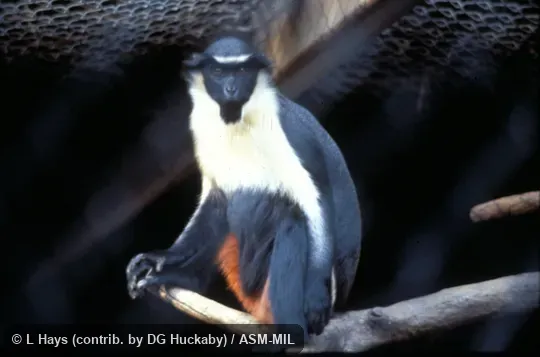 Oblique view, seated. Also as Diana Guenon. Oblique view, seated. Also as Diana Guenon.