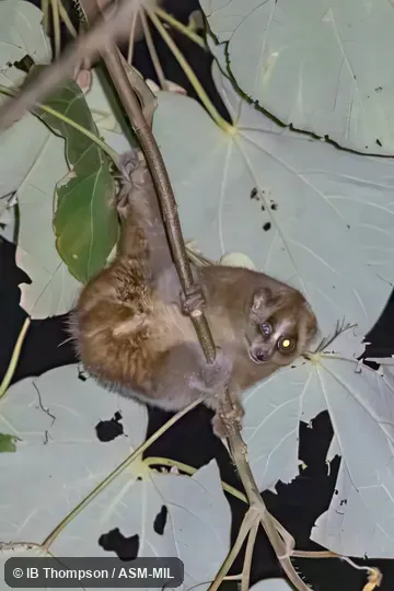 Formerly part of Nycticebus coucang coucang. Also as Sumatran Slow Loris. Formerly part of Nycticebus coucang coucang. Also as Sumatran Slow Loris.