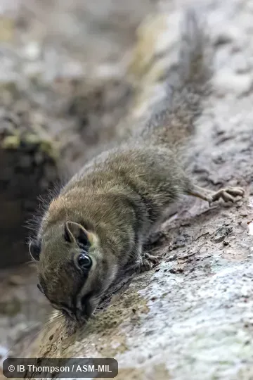 Nannosciurus melanotis melanotis. Nannosciurus melanotis melanotis.