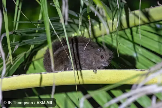 Also as Sipora Flying Squirrel. Also as Sipora Flying Squirrel.