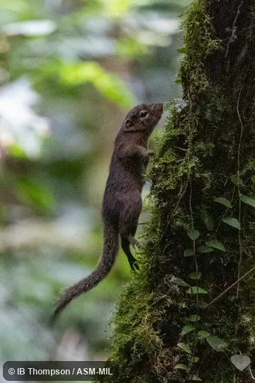 Sundasciurus tenuis modestus. Sundasciurus tenuis modestus.
