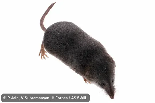 Sorex monticolus monticolus. Formerly Sorex monticola. Also as Dusky Shrew|Montane Shrew|Mountain Shrew. Formerly Soricomorpha. Sorex monticolus monticolus. Formerly Sorex monticola. Also as Dusky Shrew|Montane Shrew|Mountain Shrew. Formerly Soricomorpha.