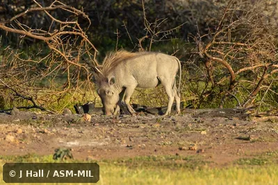 Phacochoerus aethiopicus delamerei. Phacochoerus aethiopicus delamerei.