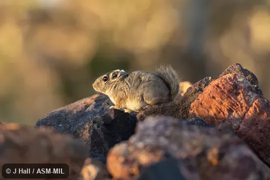 Also as Bushy-tailed Gundi|Speke's Pectinator. Also as Bushy-tailed Gundi|Speke's Pectinator.
