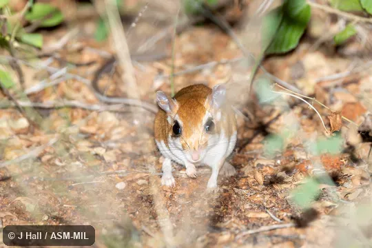 Also as Somali Gerbil|Walo. Also as Somali Gerbil|Walo.
