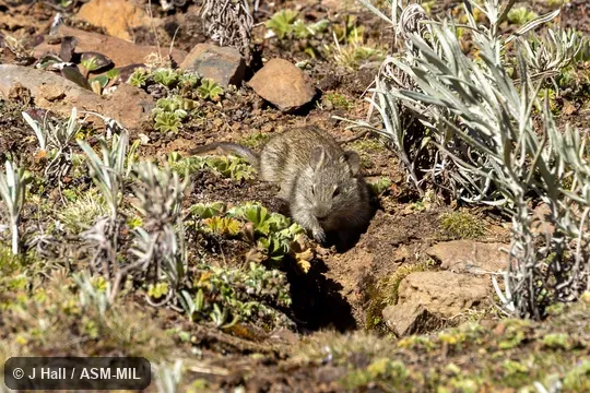 Also as Blick's Arvicanthis. Also as Blick's Arvicanthis.