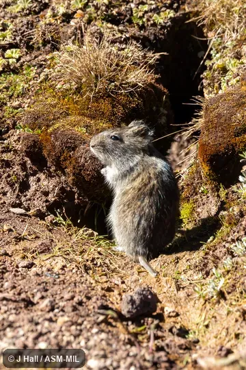 Formerly part of Acomys typus, Ethiopian Vlei Rat. Formerly part of Acomys typus, Ethiopian Vlei Rat.