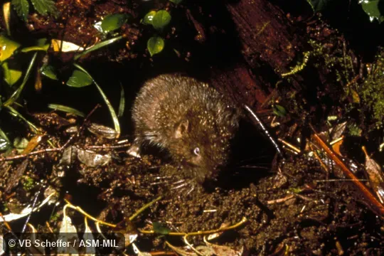 Front view of animal emerging from burrow. Also as Boomer|Sewellel. Front view of animal emerging from burrow. Also as Boomer|Sewellel.
