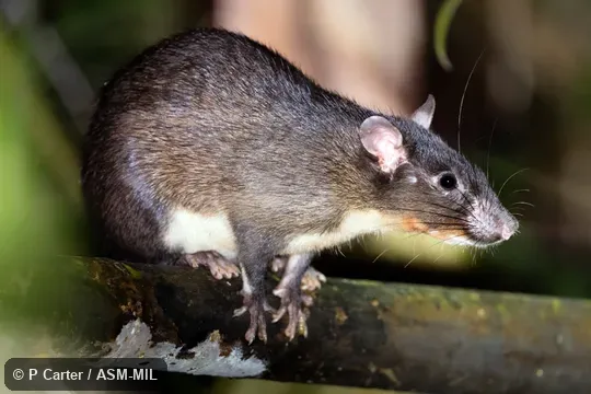 Also as Mentawai Archipelago Leopoldamys|Mentawai Archipelago Long-tailed Giant Rat. Also as Mentawai Archipelago Leopoldamys|Mentawai Archipelago Long-tailed Giant Rat.