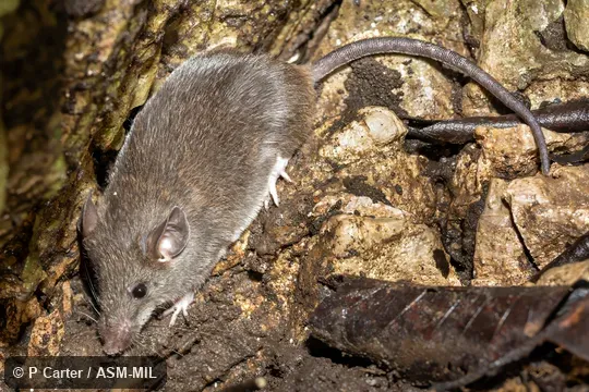 Also as Gairdner's Shrewmouse. Also as Gairdner's Shrewmouse.