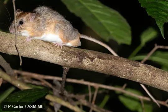 Also as Mekong Niviventer. Also as Mekong Niviventer.