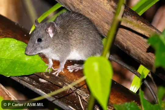 Also as Mentawai Archipelago Rat. Also as Mentawai Archipelago Rat.