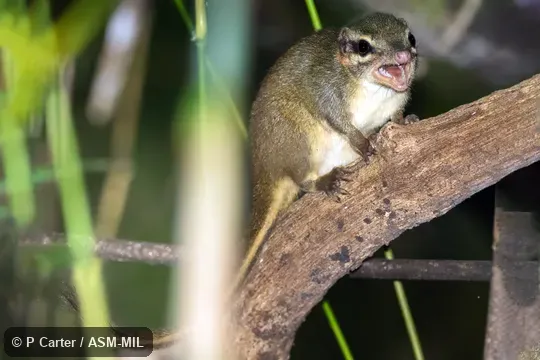 Also as Mainland Slender-tailed Treeshrew|Northern Slender-tailed Treeshrew. Also as Mainland Slender-tailed Treeshrew|Northern Slender-tailed Treeshrew.