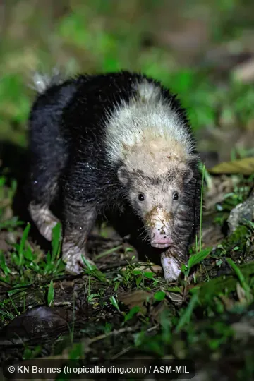 Mydaus javanensis lucifer. Also as Malayan Stink Badger|Sunda Skunk Badger|Teledu. Mydaus javanensis lucifer. Also as Malayan Stink Badger|Sunda Skunk Badger|Teledu.