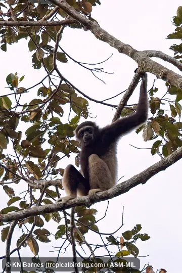 Formerly Hylobates muelleri funereus, Müller's Gibbon. Also as Eastern Müller's Gibbon|East Bornean Gray Gibbon. Formerly Hylobates muelleri funereus, Müller's Gibbon. Also as Eastern Müller's Gibbon|East Bornean Gray Gibbon.