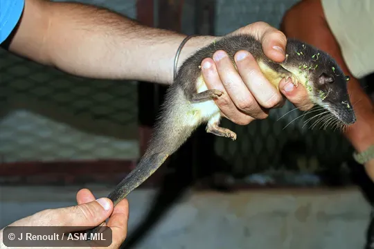 Formerly as Potamogalinae in Tenrecidae. Formerly as Potamogalinae in Tenrecidae.